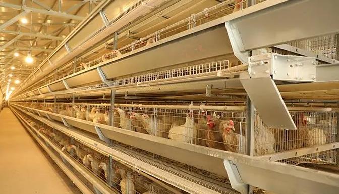 用鸡粪作为制造沼气的原料