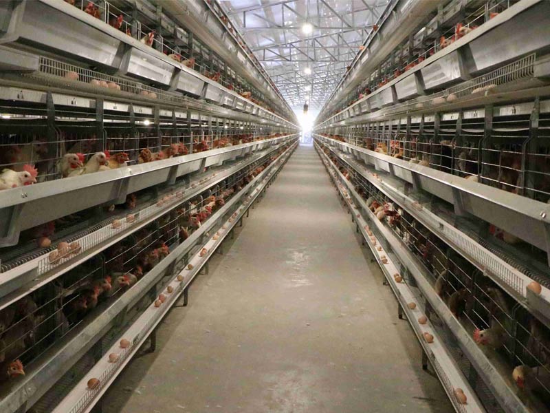 明旺机械 ▎层叠式蛋鸡笼养饲养管理要点